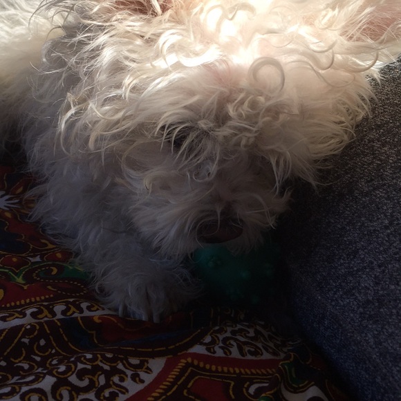 Meet your Posher, Tiki - Picture 1 of 1